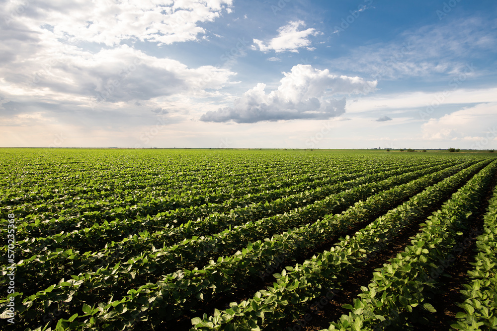 Soybean field with rows of soya bean plants