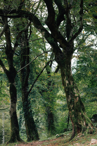 Photo of beautiful trees in an early autumn forest in an early morning