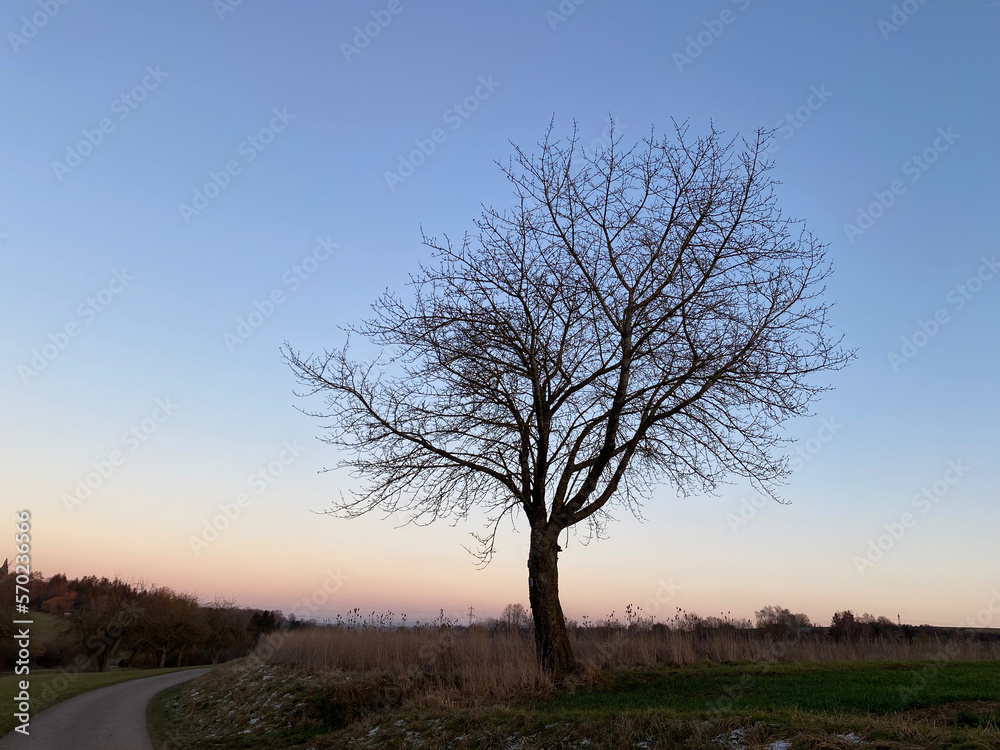 Winterstimmung, Silhouette eines einzeln stehenden Baums ohne Blätter. Himmel im Abendrot, mit blau bis orangem Verlauf. Winterstimmung, Silhouette eines einzeln stehenden Baums ohne Blätter. Himmel im Abendrot, mit blau bis orangem Verlauf.