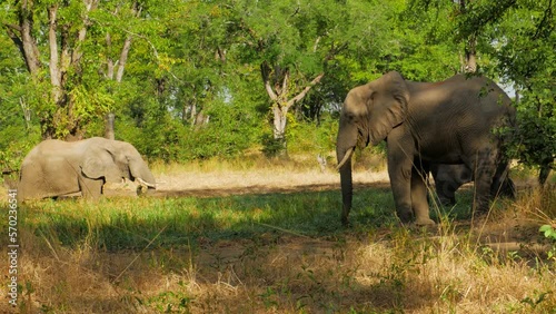 Cinematic shot of elephant grazing in the wild 