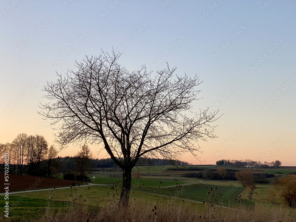 Winterstimmung, Silhouette eines einzeln stehenden Baums ohne Blätter. Himmel im Abendrot, mit blau bis orangem Verlauf. Dahinter weiche braungrüne Hügellandschaft. Winterstimmung, Silhouette eines einzeln stehenden Baums ohne Blätter. Himmel im Abendrot, mit blau bis orangem Verlauf. Dahinter weiche braungrüne Hügellandschaft.
