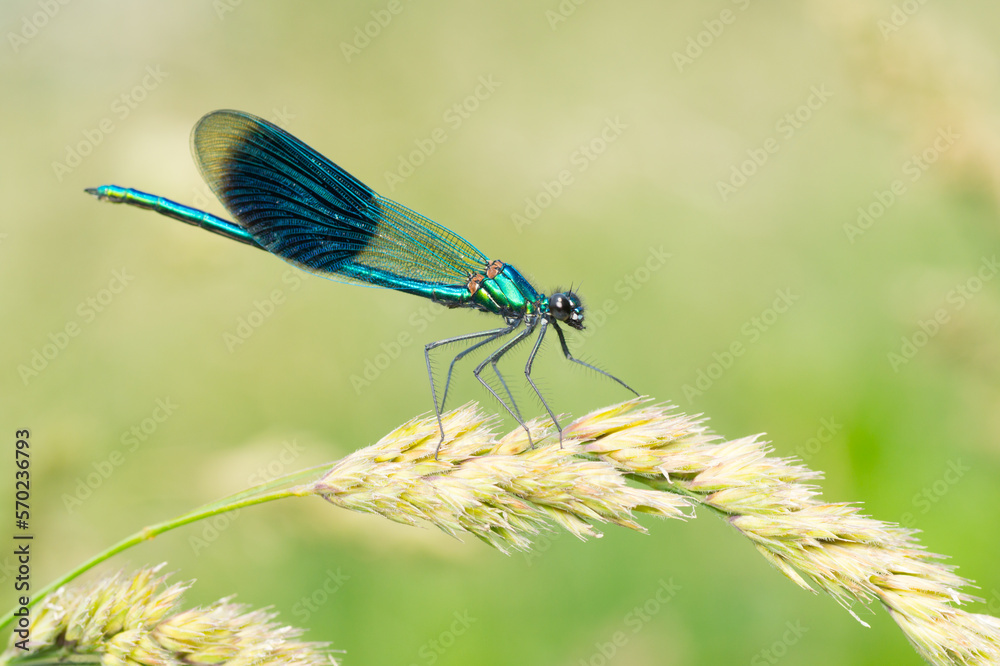 Isolated close-up of a male Calopteryx splendens dragonfly sitting on a grass flower Isolated close-up of a male Calopteryx splendens dragonfly sitting on a grass flower