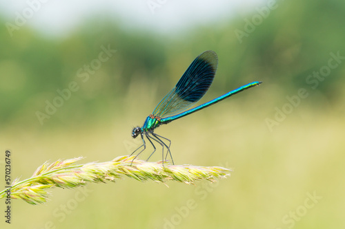 Close-up of a dragonfly on a grass flower on a sunny meadow (Calopteryx splendens male)