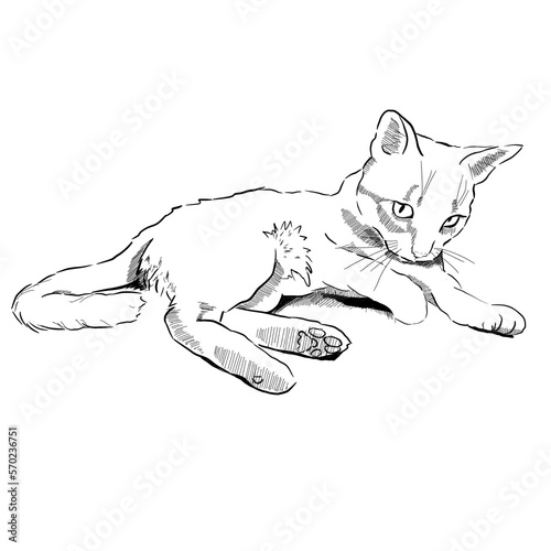 Cute playful cat in move hand drawn with lineart style