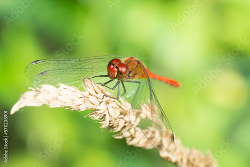 Isolated close-up of a red dragonfly on a grass flower (Sympetrum vulgatum male) 