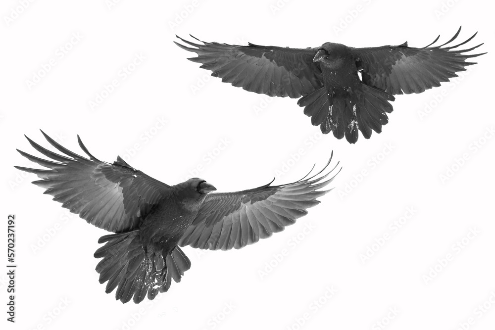 Obraz premium Birds flying raven isolated on white background Corvus corax. Halloween, silhouette of a two large black bird in flight cut out on a white background for use in graphic arts