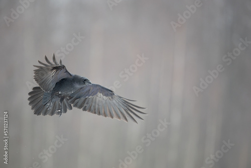 Bird beautiful raven Corvus corax North Poland Europe, winter time © Marcin Perkowski
