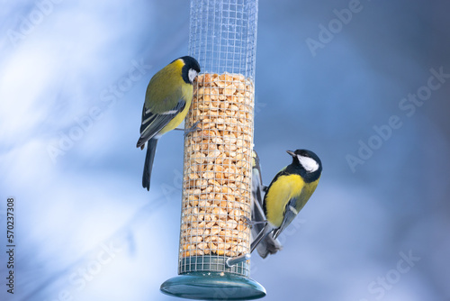 two Colorful great tit ( Parus major ) perched on a feeder, photographed in horizontal, amazing background, winter time 