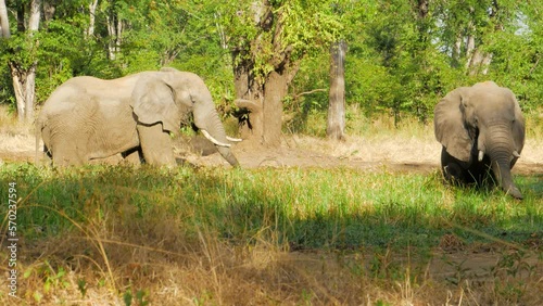 Cinematic shot of elephant grazing in the wild 