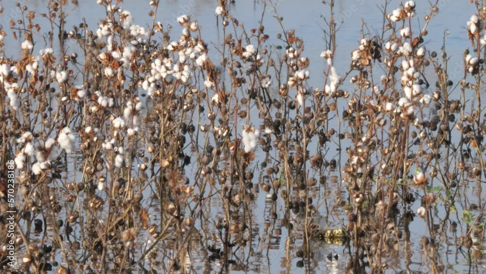 custom made wallpaper toronto digitalView Of Dead Cotton Plant With White Buds In Flooded Waters In Sindh