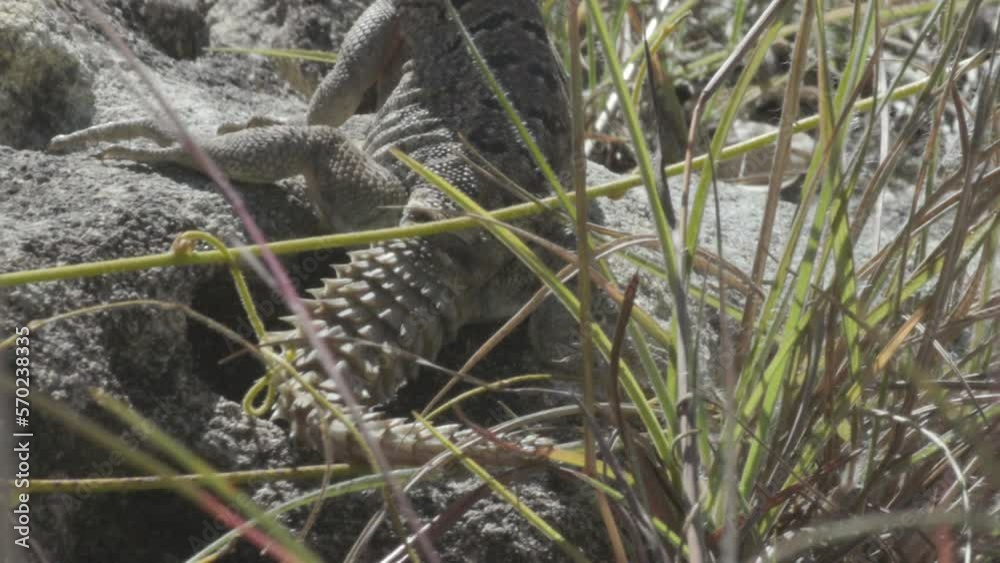 spiny-tailed lizard on rocky ground in Madagascar, half hidden by some blades of grass watching surroundings, close-up shot showing impressing tail spiny-tailed lizard on rocky ground in Madagascar, half hidden by some blades of grass watching surroundings, close-up shot showing impressing tail