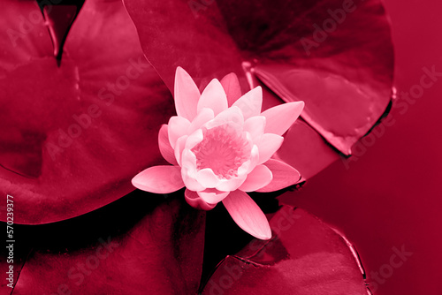 Closeup photography of water lily in the water,colored in trendy red color.