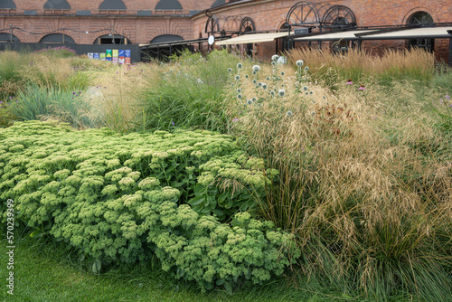 Ochitok ordinary, sedum, lush thickets photo