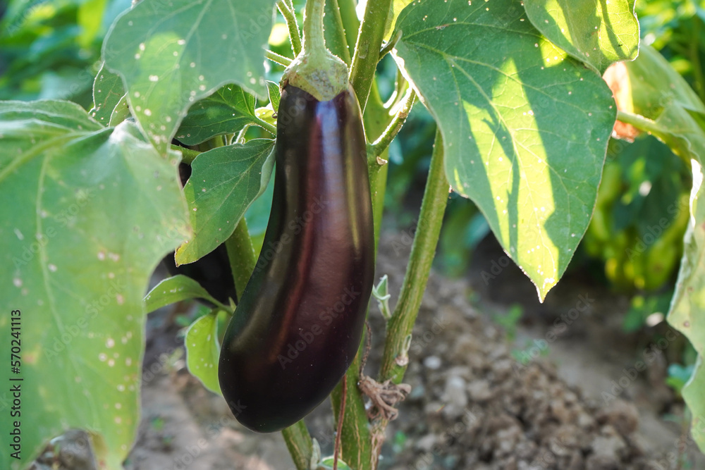 Eggplant plant growing in garden ready to harvest. Bio eggplant. The