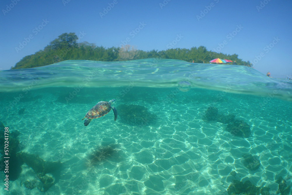 a sea turtle in its natural environment in the caribbean sea a sea turtle in its natural environment in the caribbean sea
