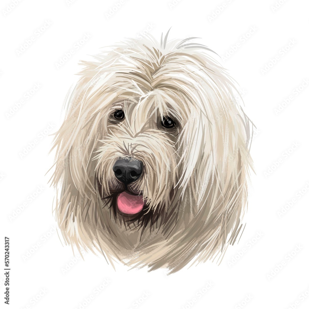Romanian mioritic dog digital art illustration livestock guardian breed that originated in Carpathian Mountains of Romania. Romania originated mountain pet with long white fur and stuck out tongue.