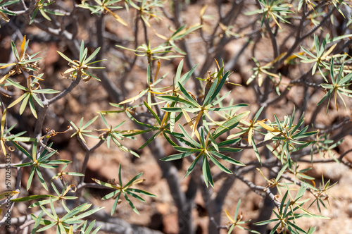 Euphorbia piscatoria Aiton 
