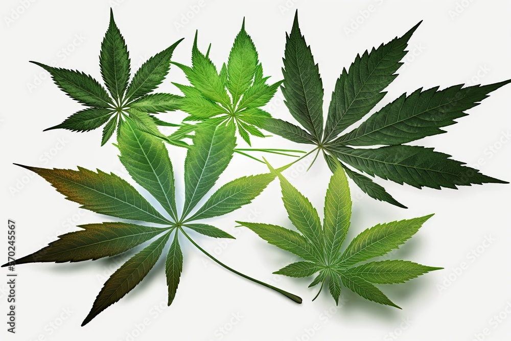 Green cannabis leaves isolated on a white background. Ilegal or legal herb. Drug or medicine. Generative AI Green cannabis leaves isolated on a white background. Ilegal or legal herb. Drug or medicine. Generative AI