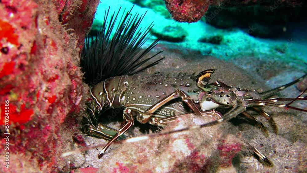 Close-up lobster in crystal clear water on underwater ocean floor. Lobster are large, flattened crustaceans that belong to the infra order Achelata with their elongated bodies, large claws. Close-up lobster in crystal clear water on underwater ocean floor. Lobster are large, flattened crustaceans that belong to the infra order Achelata with their elongated bodies, large claws.