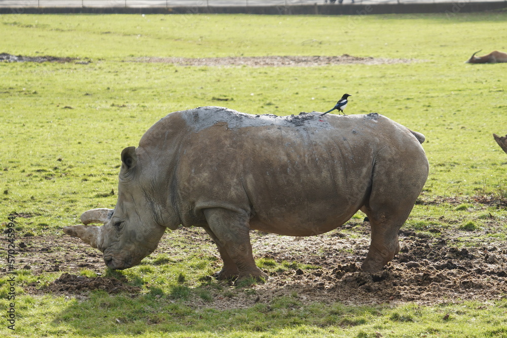 Naklejka premium White rhinoceros
