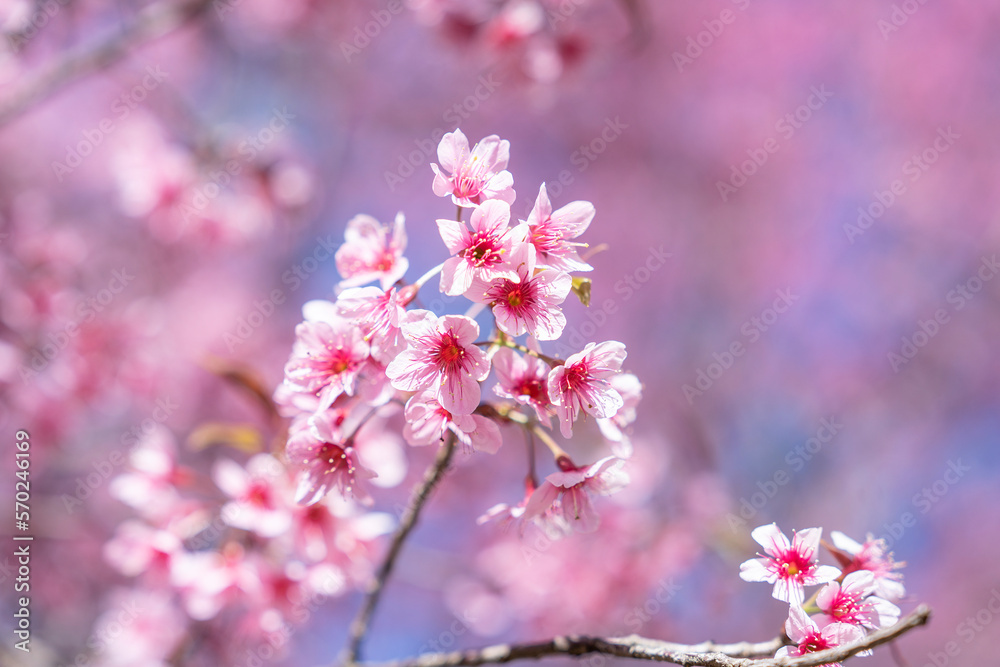 In the garden there are cherry blossom trees that bloom in pink during cherry blossom season.