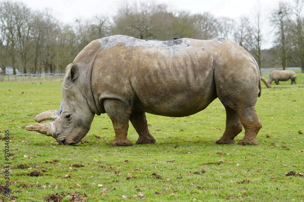 White rhinoceros
