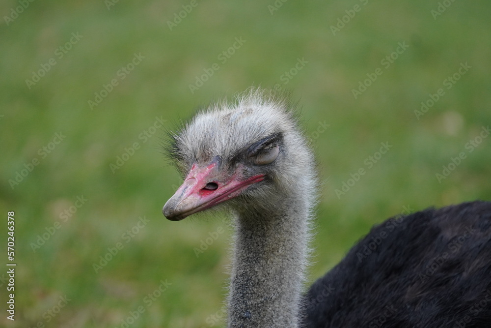 Fototapeta premium Ostrich