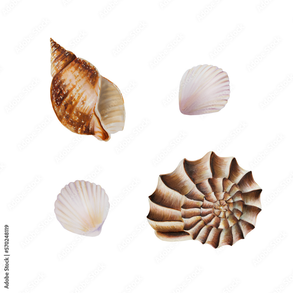 Watercolor composition with shells. Hand painting clipart underwater life objects on a white isolated background. For designers, decoration, postcards, wrapping paper, scrapbooking, covers Watercolor composition with shells. Hand painting clipart underwater life objects on a white isolated background. For designers, decoration, postcards, wrapping paper, scrapbooking, covers