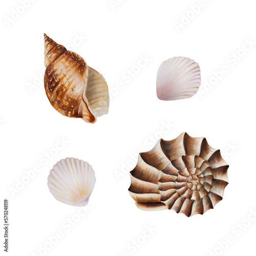 Watercolor composition with shells. Hand painting clipart underwater life objects on a white isolated background. For designers, decoration, postcards, wrapping paper, scrapbooking, covers
