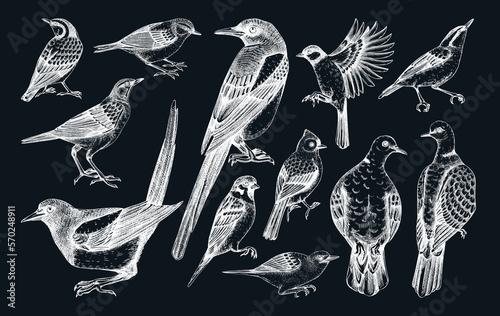 Vector collection of hand-drawn birds illustrations in engraved style. Popular backyard birds - magpie, dove, sparrow, great tit isolated on chalkboard background. Detailed wildlife drawings set.