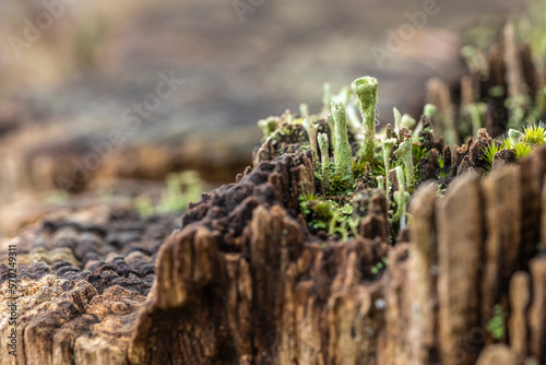 Cladonia Becherflechte auf abgestorbenem Baumstamm macro
