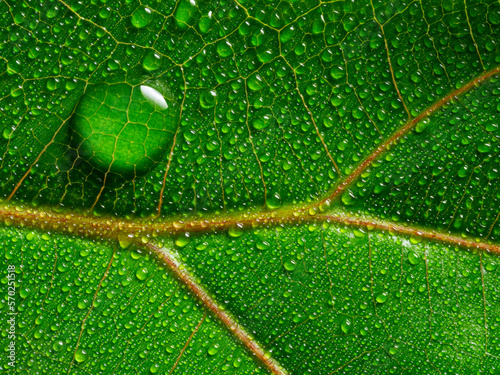 macrophotograph of a dewy tropical leaf - leaf in the detail