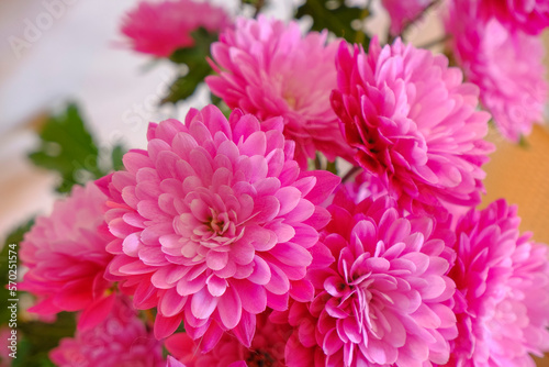 pink chrysanthemum flowers closeup. Macro. Postcard design. Copy space. Wedding invitation  gift concept
