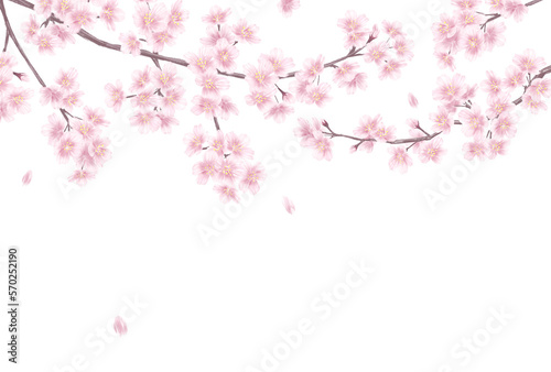                         _                                          _Clip art of cherry blossom for background