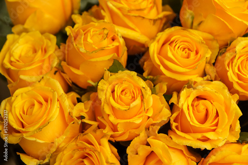 Closeup yellow rose in market