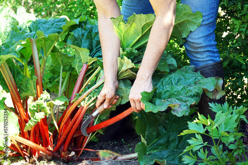 Woman at gardening is harvesting rhubarb  photo