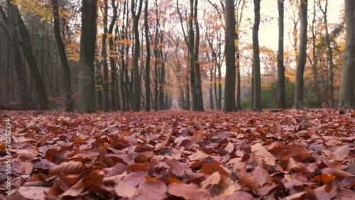 Footpath through a forest during a fall day with fallen leaves on the forest floor in the Veluwe nature reserve in Gelderland Netherlands. photo