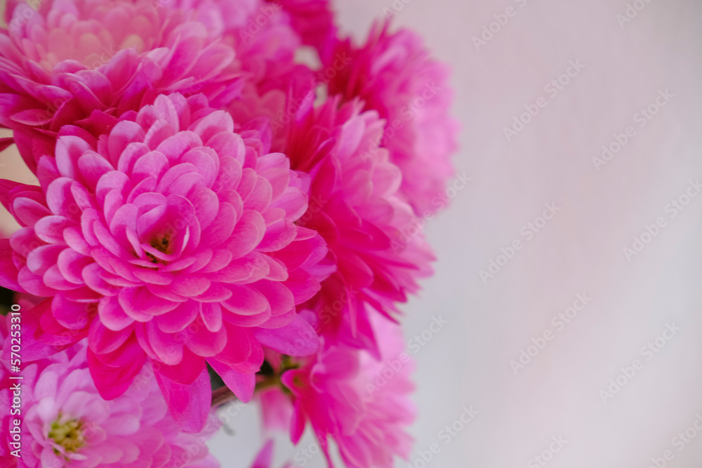 pink chrysanthemum flowers closeup across white wall background. Postcard design. Copy space. Wedding invitation, gift concept