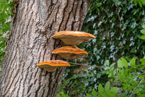 3 bright yellow orange caps of shaggy bracket, Inonotus hispidus, growing on the trunk of a tree. A saprophytic fungi that is pathogenic to the trees it infests. photo