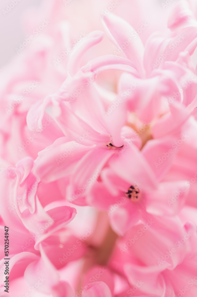 Macro closeup view of Hyacinth Pink Spring flowers on light pink background. perfume of blooming hyacinths symbol of early spring. Texture. concept of holiday, celebration, women day. Mother day