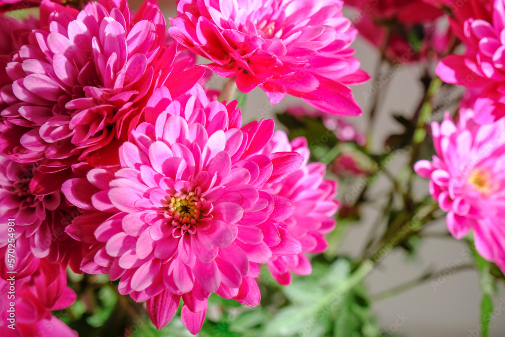 bouquet of pink chrysanthemum flowers closeup. Floral background. Postcard design. Copy space. 