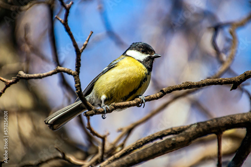 Beautiful yellow tit sits on a tree branch close-up