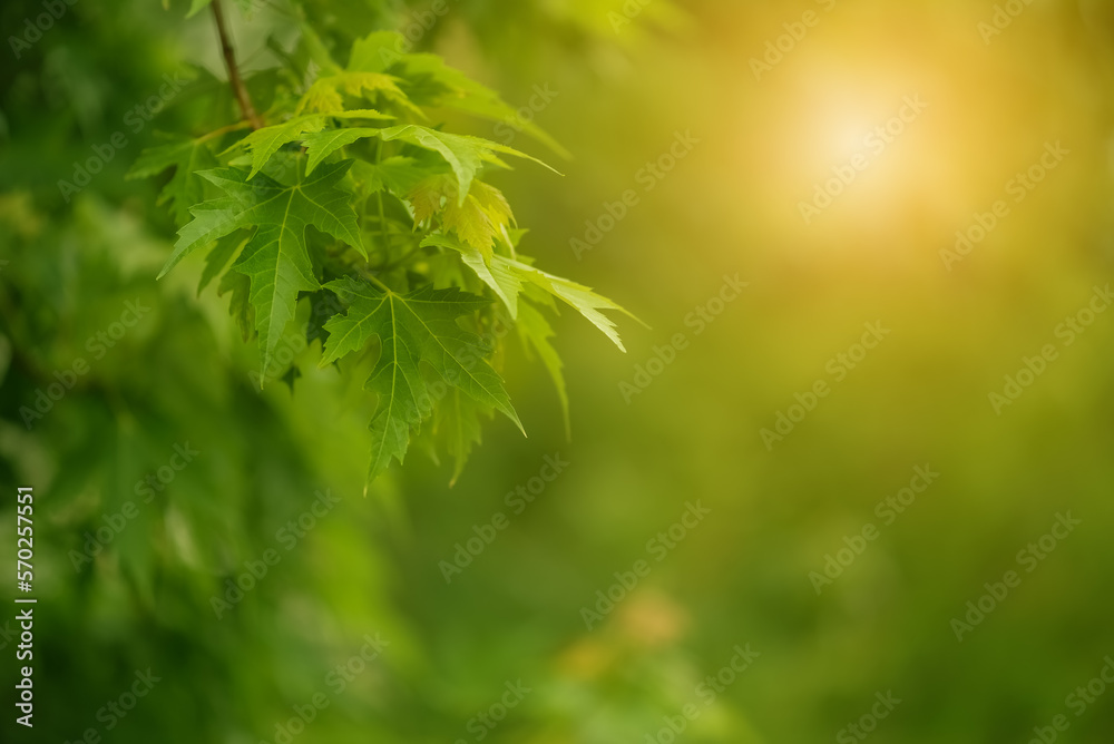 Green maple leaves in sunlight. Spring beautiful landscape, copy space. Selective focus. Green maple leaves in sunlight. Spring beautiful landscape, copy space. Selective focus.