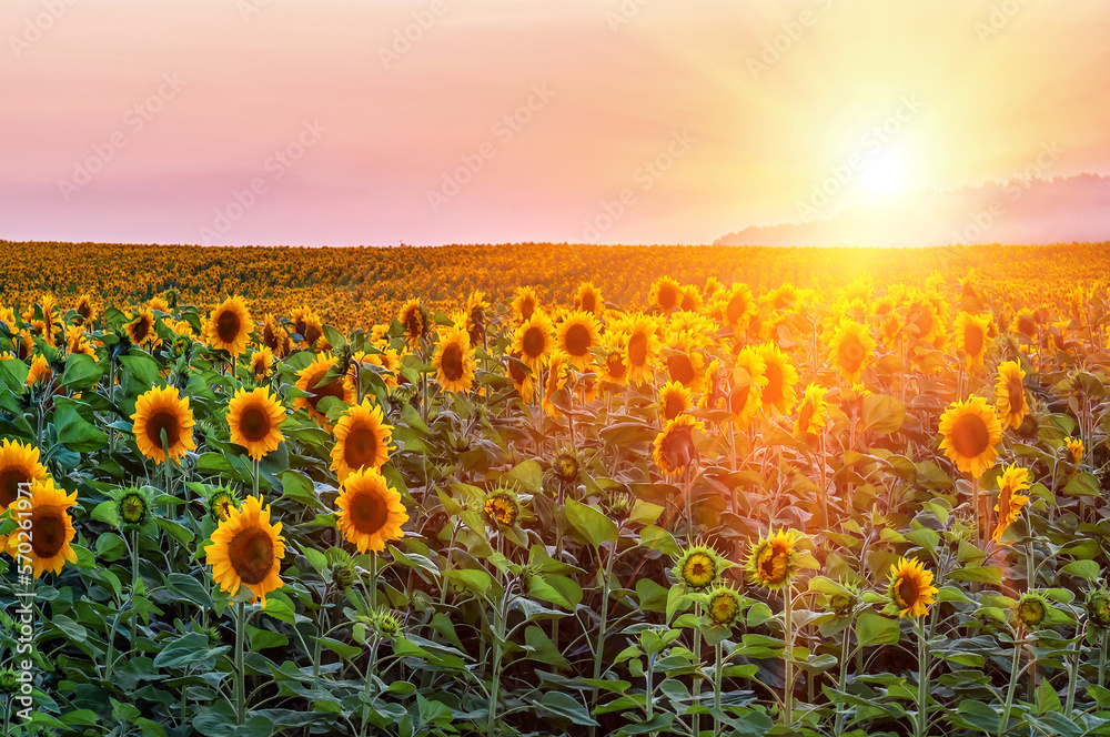 Fototapeta premium blooming sunflower field at beautiful sunset