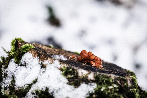 small mushrooms tree stump winter