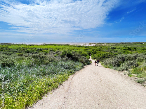 Long beautiful sandy path through dunes to the coast in Zandvoort, Netherlands