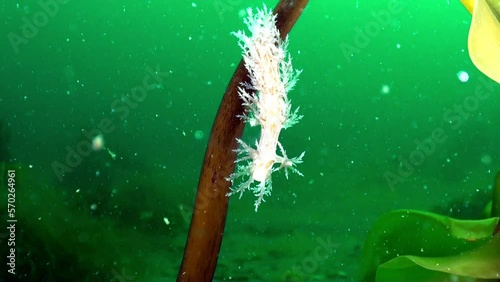 Hydroid cordylophora caspia in Barents Sea. In addition to abundance of marine life, seabed is also distinguished by variety of landscapes, including sandy. photo