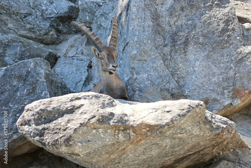 Steinbock