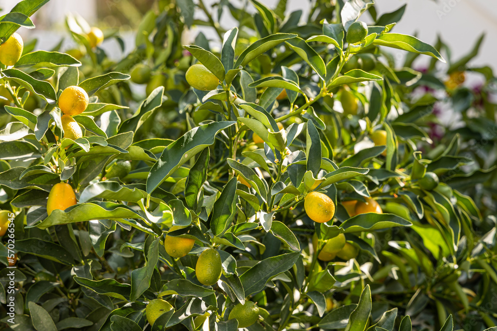 Group of fresh green and orange Kumquats, or cumquats with green leaves is on the tree in the garden Group of fresh green and orange Kumquats, or cumquats with green leaves is on the tree in the garden