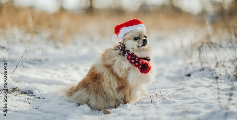 A Pomeranian in a Santa costume walks in the park in winter.